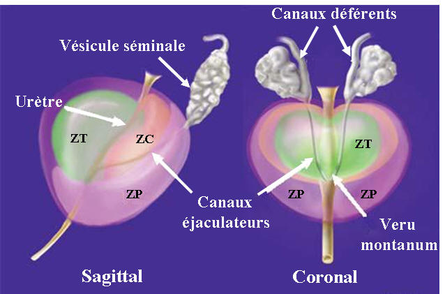 anatomie zonale