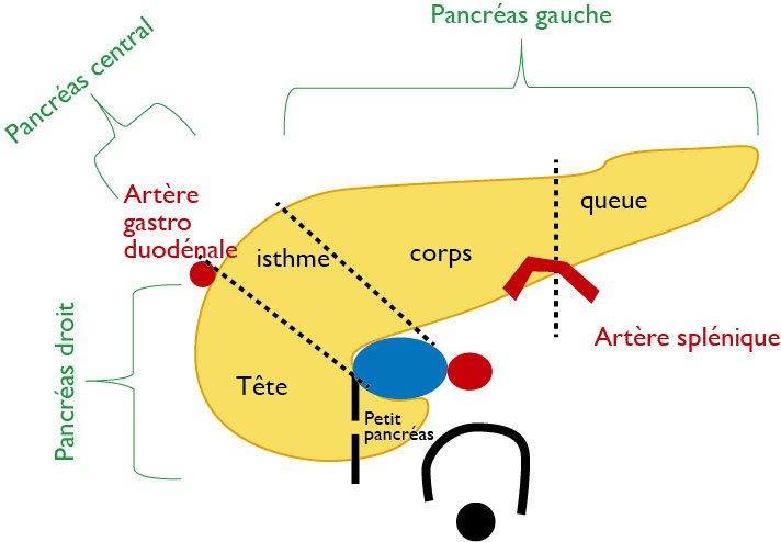 segmentation_pancreas